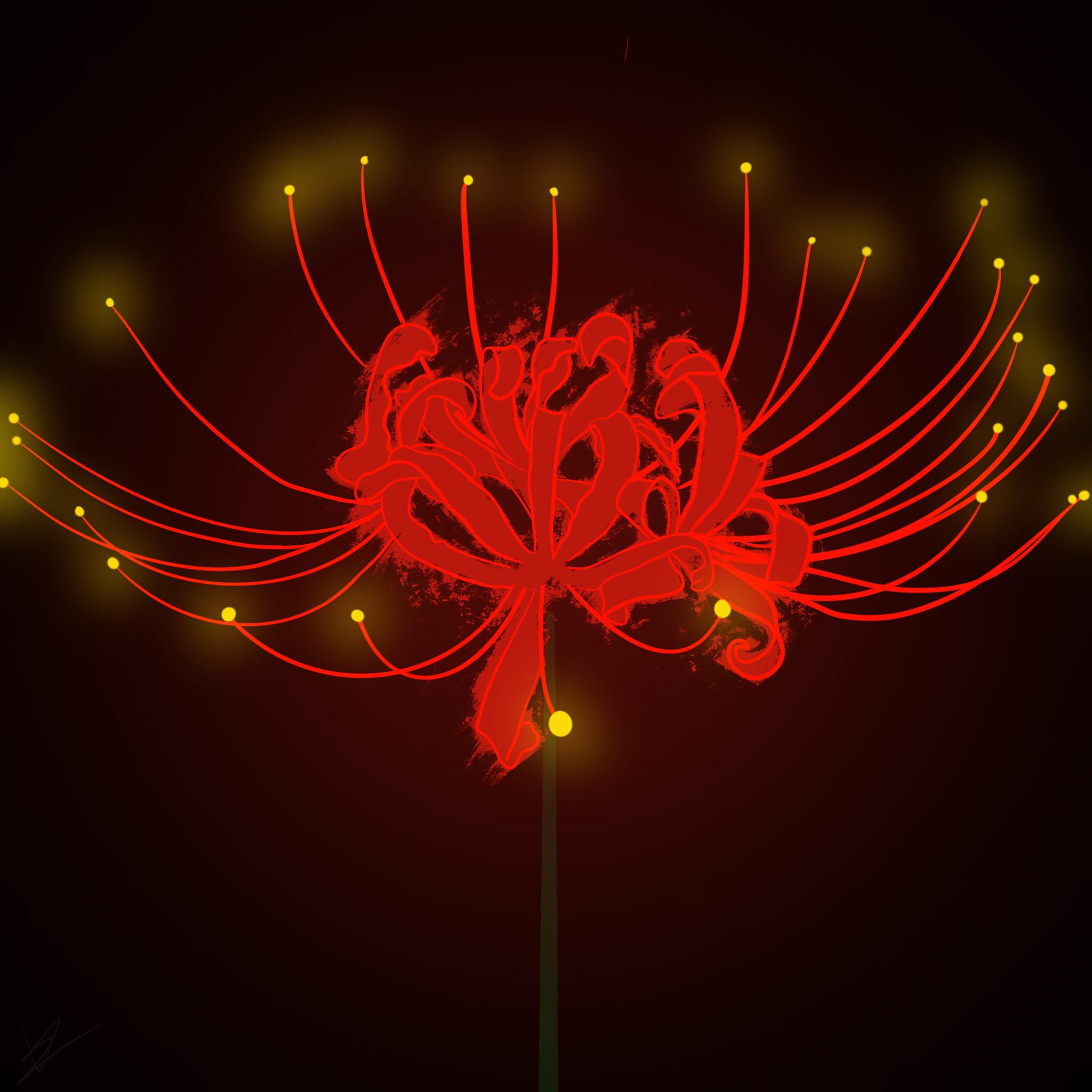 Lycoris